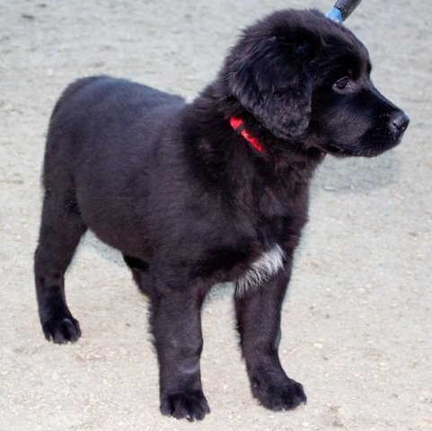 Photo de Izzy, CHIEN X terre neuve Noire