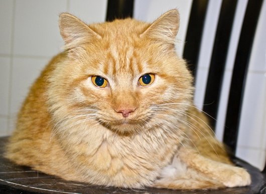 Photo de Griffon d'or, CHAT Europeen Roux poil long