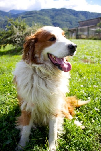 Photo de Snoopy, CHIEN X bouvier bernois Fauve et blanc