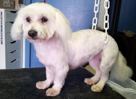 Photo de Angus, CHIEN Bichon maltais Blanc