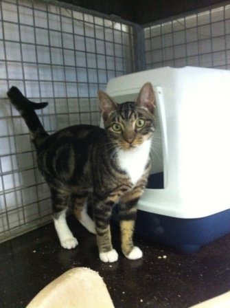 Photo de Grinch, CHAT Europeen Tigre chaussette blanc