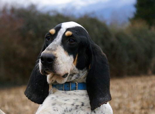 Photo de Igor, CHIEN X grand gascon Blanc mouchete noir et fauve