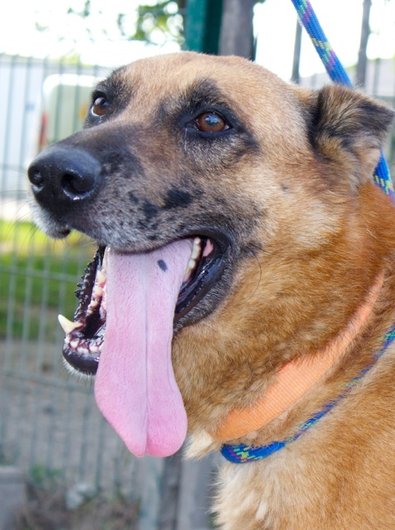 APAGI - Checko, CHIEN Croisé Malinois à la robe Fauve