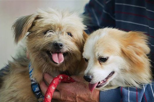 Photo de Kanel, CHIEN X coton de tulear Noir et feu