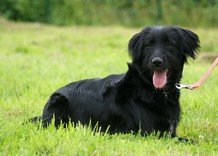 Photo de Gandja, CHIEN X griffon Noir