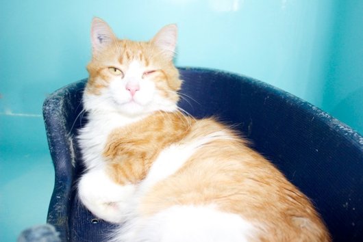 Photo de Gourmet, CHAT Europeen Roux et blanc