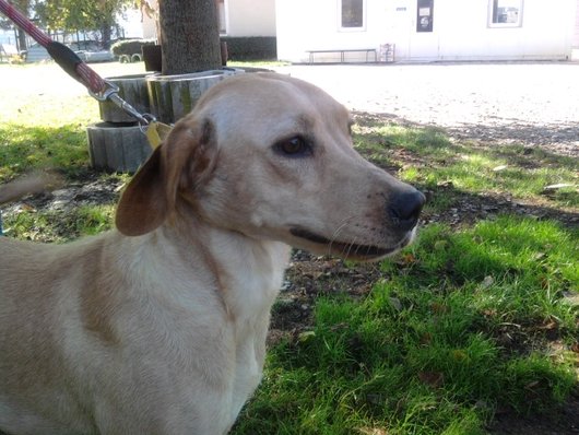 Photo de Caramel, CHIEN X labrador Sable