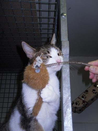 Photo de Mimi, CHAT Europeen Tigre blanche