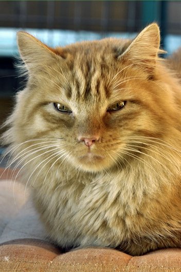 Photo de Griffon d'or, CHAT Europeen Roux poil long
