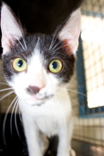 Photo de Yahoo, CHAT Europeen Noir et blanc