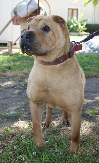 Photo de Akah, CHIEN Shar pei Fauve