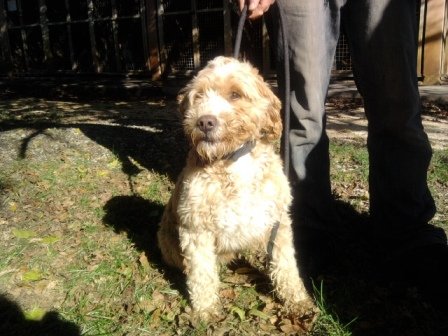 Photo de Titus, CHIEN X griffon Beige