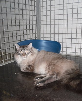 Photo de Azzaro, CHAT X norvegien Seal tabby point