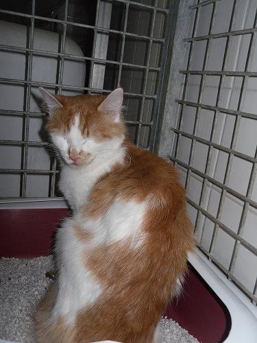 Photo de Erika, CHAT Europeen Roux et blanc poil mi long