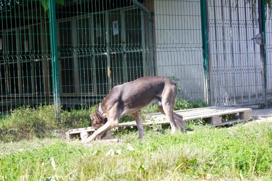 Photo de Ghandy, CHIEN Cane corso Gris bringe