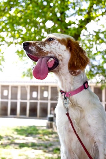 Photo de Henzo, CHIEN Setter anglais Blanc tacheté orange