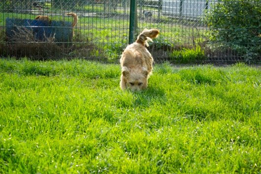 Photo de Flaps, CHIEN X cairn terrier Froment