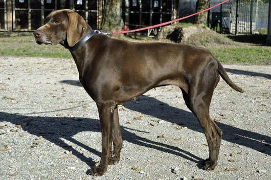 Photo de Etna, CHIEN Braque allemand Chocolat