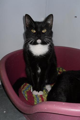 Photo de Mitaine, CHAT Europeen Noir et blanc