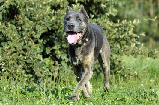 Photo de Ghandy, CHIEN Cane corso Gris bringe