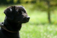 Photo de Presley, CHIEN Labrador x epagneul Noire