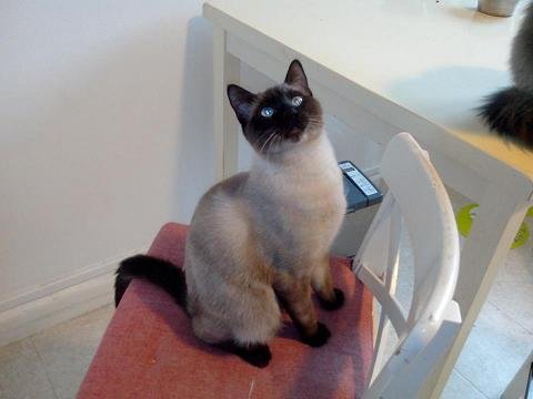 Photo de Hobie, CHAT X siamois Seal point