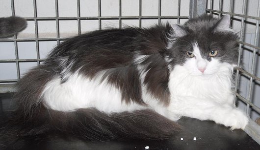 Photo de Princesse, CHAT Europeen Gris et blanc angora