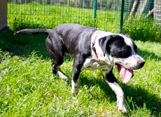 Photo de Hogan, CHIEN Croise Noir et blanc