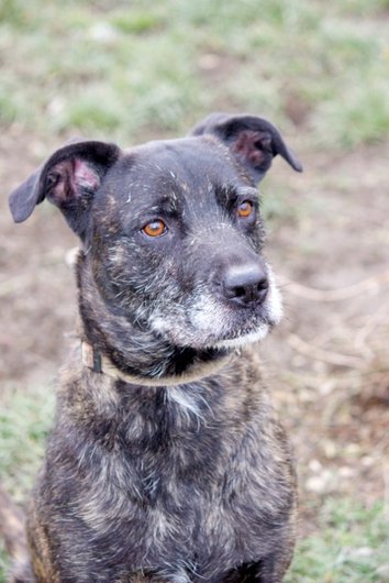 Photo de Clyde, CHIEN X berger Bringe fonce