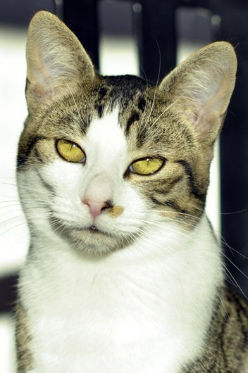 Photo de Markus, CHAT Europeen Tigre rt blanc
