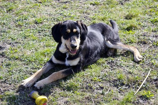 Photo de Gabin, CHIEN X bruno du jura Noir et feu