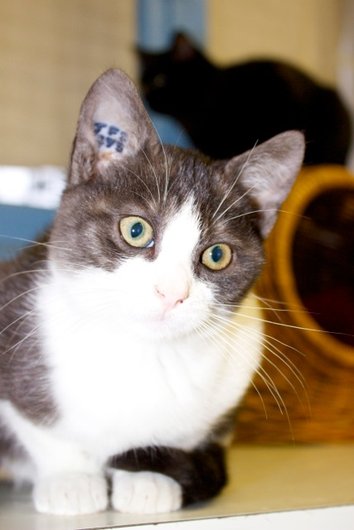 Photo de Hippo, CHAT Europeen Gris cendre et blanc