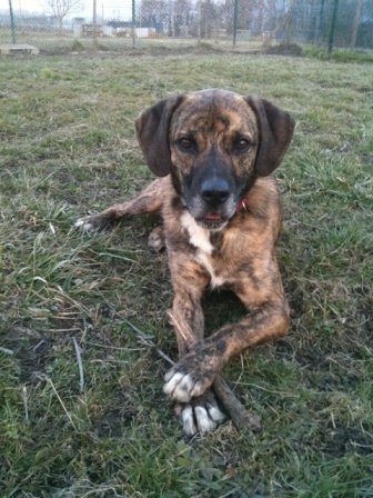Photo de Dingo, CHIEN X boxer Bringe et blanc