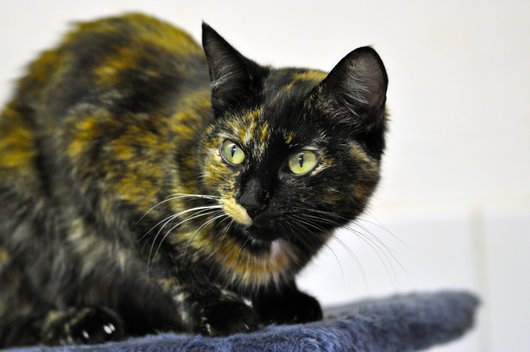 Photo de Torsade, CHAT Europeen Ecaille de tortue