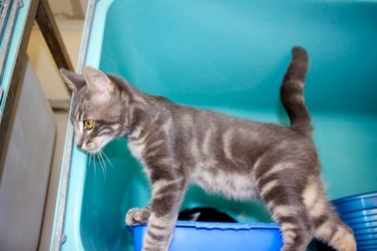 Photo de Haricot, CHAT Europeen Tigree gris et beige