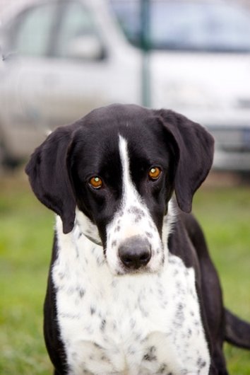Photo de Pongo, CHIEN X anglo francais Noir mouchetee blanc
