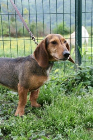 Photo de Mirza, CHIEN Teckel Tricolore
