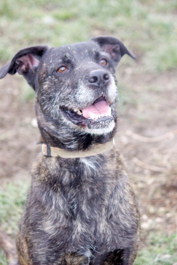 Photo de Clyde, CHIEN X berger Bringe fonce