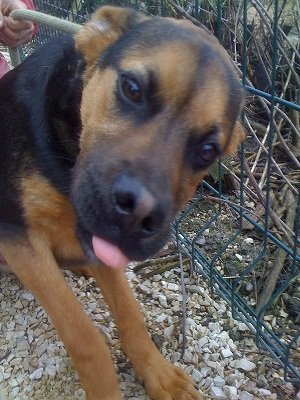 Photo de Fleche, CHIEN Commune Noir et feu