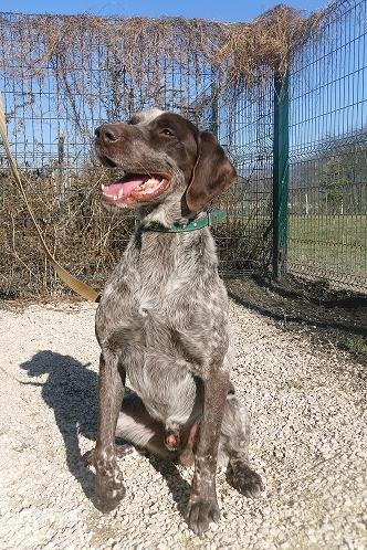 Photo de Gordon, CHIEN Braque Marron