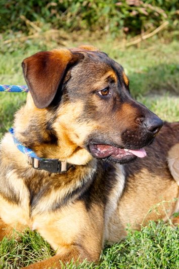Photo de Rubber, CHIEN X berger Fauve charbonne