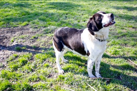 Photo de Gadget, CHIEN X berger Noir et blanc