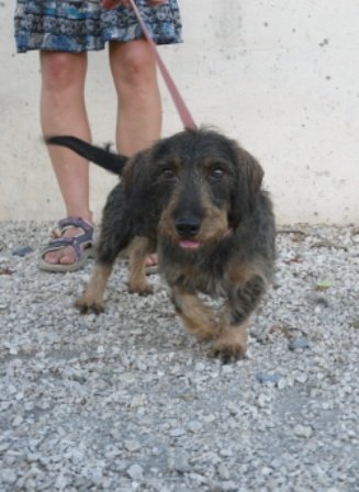 Photo de Alto, CHIEN Teckel poil dur Fauve charbonne