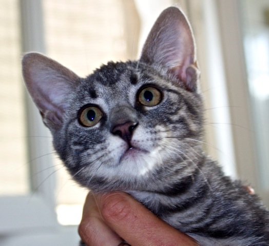 Photo de Loulou, CHAT Europeen Tigre gris