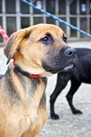 Photo de Thelma, CHIEN X berger Noir et feu