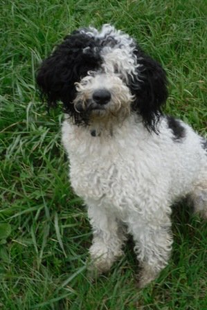 Photo de Goonyz, CHIEN Bichon x caniche Blanc tache noir
