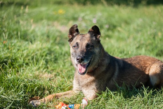 EDGE Type berger belge malinois 12 ans (dont 7 de refuge) APAGI LE VERSOUD (38) Edge-chien-male-berger-belge-malinois-fauve-charbonne-masque-noir-10.jpg__530x530_q85_subsampling-2