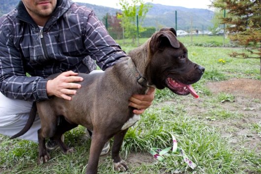 Photo de Goliath, CHIEN X boxer Marron charbonnee