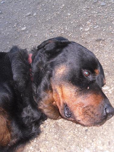 Photo de Taz, CHIEN Rottweiler Noire et feu