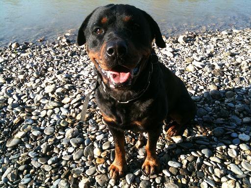 Photo de Taz, CHIEN Rottweiler Noire et feu